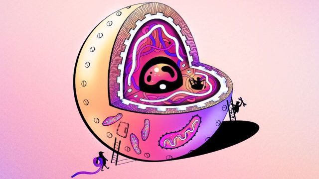 برترین اساتید زیست کنکور ایران